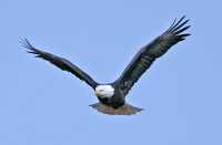 American Bald Eagle, Squamish, British Columbia, Canada CM11-038