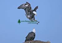 Highlight for Album: American Bald Eagle Photos, Squamish, British Columbia, Canada, Canadian Wildlife Stock Photos