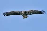 American Juvenile Bald Eagle, Squamish, British Columbia, Canada CM11-041

