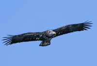 American Juvenile Bald Eagle, Squamish, British Columbia, Canada CM11-040
