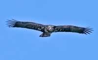 American Juvenile Bald Eagle, Squamish, British Columbia, Canada CM11-039
