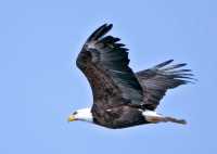 American Bald Eagle, Squamish, British Columbia, Canada CM11-045