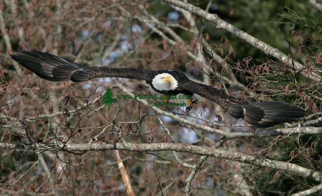 American Bald Eagle, Squamish, British Columbia, Canada CM11-049