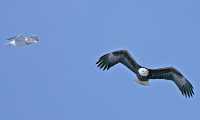 American Bald Eagle, Squamish, British Columbia, Canada CM11-055