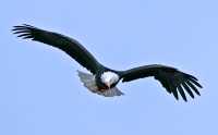 American Bald Eagle, Squamish, British Columbia, Canada CM11-057