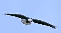 American Bald Eagle, Squamish, British Columbia, Canada CM11-058