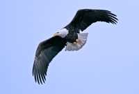 American Bald Eagle, Squamish, British Columbia, Canada CM11-059