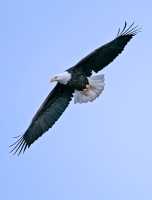 American Bald Eagle, Squamish, British Columbia, Canada CM11-060