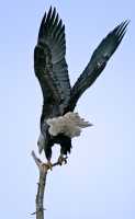 American Bald Eagle, Squamish, British Columbia, Canada CM11-062