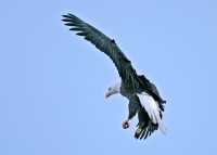 American Bald Eagle, Squamish, British Columbia, Canada CM11-063
