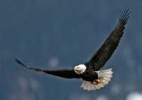 American Bald Eagle, Squamish, British Columbia, Canada CM11-065