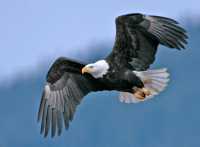 American Bald Eagle, Squamish, British Columbia, Canada CM11-066