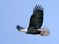 American Bald Eagle, Squamish, British Columbia, Canada CM11-068