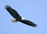 American Bald Eagle, Squamish, British Columbia, Canada CM11-069