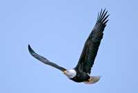 American Bald Eagle, Squamish, British Columbia, Canada CM11-070