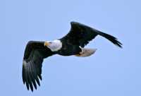 American Bald Eagle, Squamish, British Columbia, Canada CM11-071