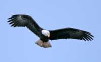 American Bald Eagle, Squamish, British Columbia, Canada CM11-072
