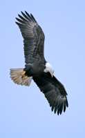American Bald Eagle, Squamish, British Columbia, Canada CM11-073