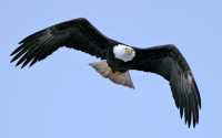 American Bald Eagle, Squamish, British Columbia, Canada CM11-074