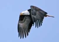 American Bald Eagle, Squamish, British Columbia, Canada CM11-075