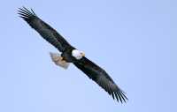 American Bald Eagle, Squamish, British Columbia, Canada CM11-076