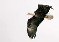 American Bald Eagle, Squamish, British Columbia, Canada CM11-077