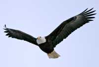 American Bald Eagle, Squamish, British Columbia, Canada CM11-078