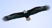 American Bald Eagle, Squamish, British Columbia, Canada CM11-079