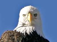 American Bald Eagle, Squamish, British Columbia, Canada CM11-080