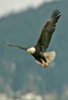 American Bald Eagle, Squamish, British Columbia, Canada CM11-067