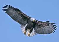 American Bald Eagle, Squamish, British Columbia, Canada CM11-081