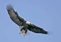 American Bald Eagle, Squamish, British Columbia, Canada CM11-083
