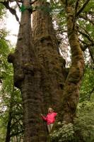 Highlight for Album: Ancient Trees of Port Renfrew Region, Vancouver Island, British Columbia Stock Photos 