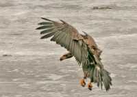 Bald Eagle, British Columbia, Canada CM-22