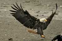 Bald Eagle, British Columbia, Canada CM-21