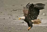 Bald Eagle, British Columbia, Canada CM-20