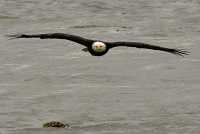 Bald Eagle, British Columbia, Canada CM-19