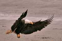 Bald Eagles, British Columbia, Canada CM-17