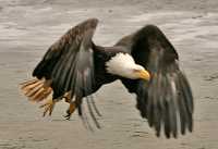 Bald Eagles, British Columbia, Canada CM-16