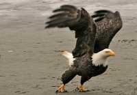 Bald Eagles, British Columbia, Canada CM-15