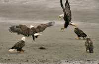 Bald Eagles, British Columbia, Canada CM-14