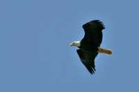 Bald Eagle, British Columbia, Canada CM-05