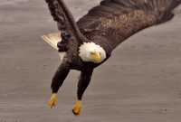 Bald Eagle, British Columbia, Canada CM-13
