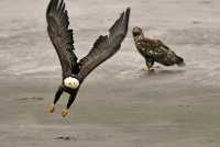 Bald Eagles, British Columbia, Canada CM-12
