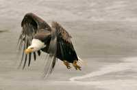 Bald Eagle, British Columbia, Canada CM-11
