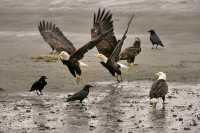 Bald Eagles, British Columbia, Canada CM-10