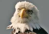 Bald Eagle, British Columbia, Canada CM-04