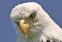 Bald Eagle, British Columbia, Canada CM-03