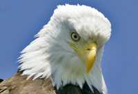 Bald Eagle, British Columbia, Canada CM-02