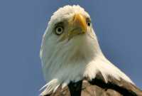 Bald Eagle, British Columbia, Canada CM-01